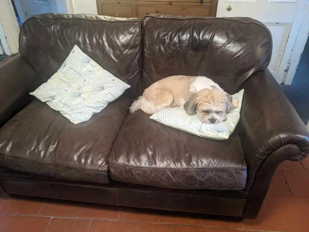 Photo of a small fluffy dog curled up on a cushion on a battered leather sofa. You might read his look as "dejected" but I think he was actually just having a cozy nap.